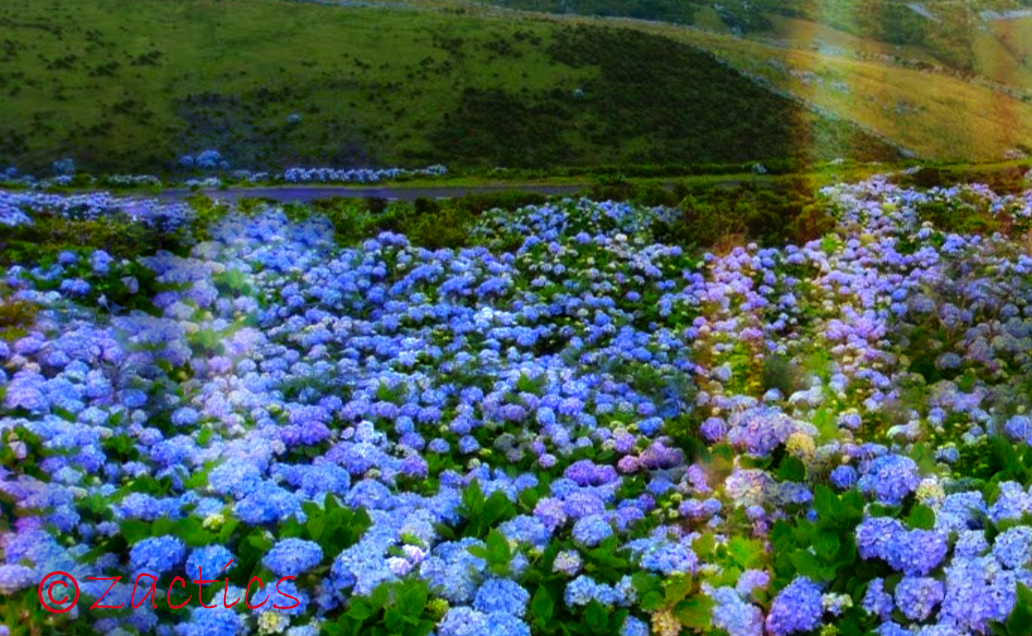 Parque Natural das Flores dos Açores