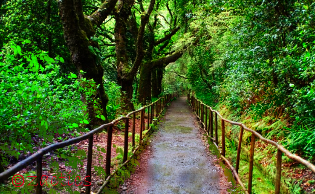Parque Natural da Madeira